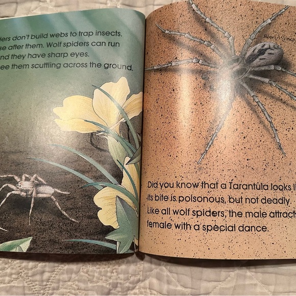 Spiders - Picture 6 of 11